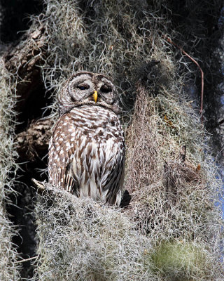 Barred Owl Perched.jpg