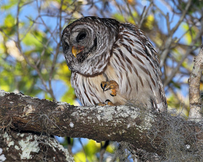 Barred Owl Talons.jpg