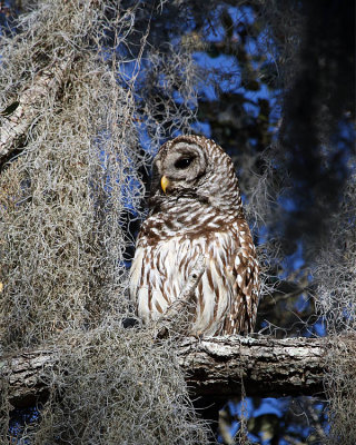 Barred Owl at Circle B.jpg