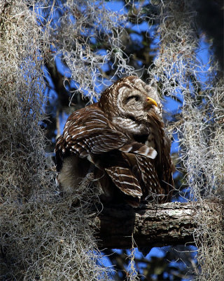 Barred Owl Preening.jpg