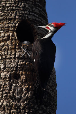 Pilleated Woodpecker at the Nest.jpg