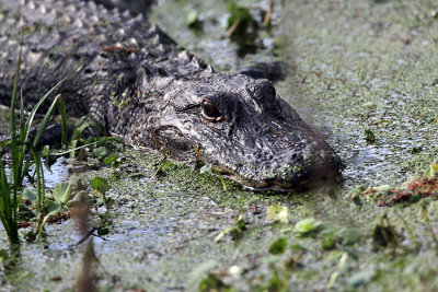 Gator in the Swamp.jpg