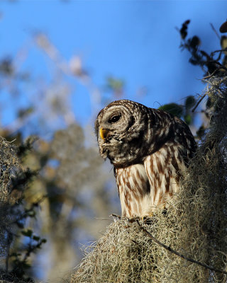 Barred Owl Parent.jpg