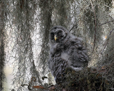 Barred Owl Chick in the Tree.jpg