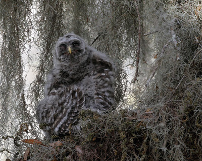 Barred Owl Chick Puffed Up.jpg