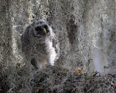 Barred Owl Chick in the Moss.jpg