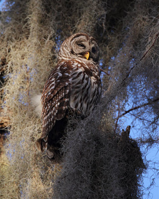 Barred Owl Adult.jpg