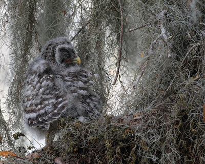 Barred Owl Chick Profile.jpg