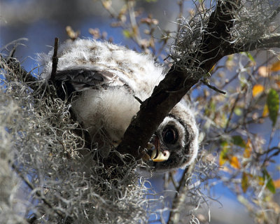Barred Owl Chick Looking Down.jpg