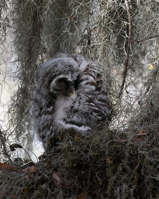 Barred Owl Chick Preening.jpg