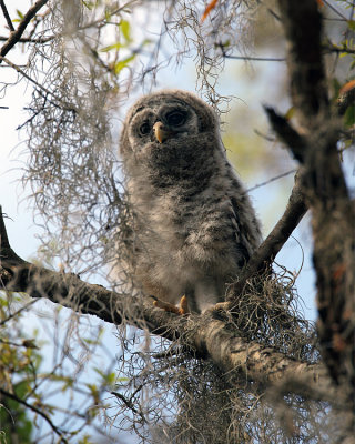 Barred Owl Smaller Chick.jpg