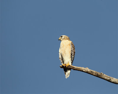 Red Shoulder Hawk on a Snag.jpg