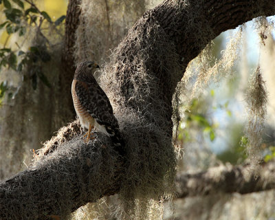 Red Shoulder Hawk on a Branch.jpg