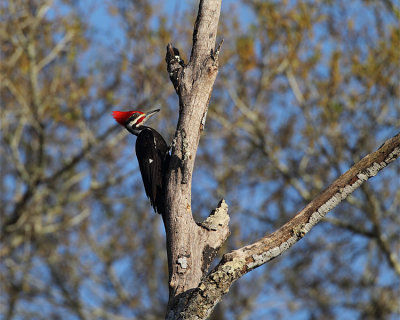 Pilleated Woodpecker in a Dead Tree.jpg