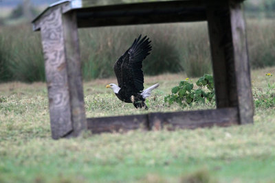 Bald Eagle Framed.jpg