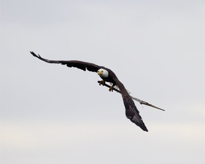 Bald Eagle Carrying Nesting Material.jpg