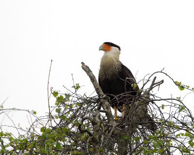 Crested Caracara in a Tree.jpg