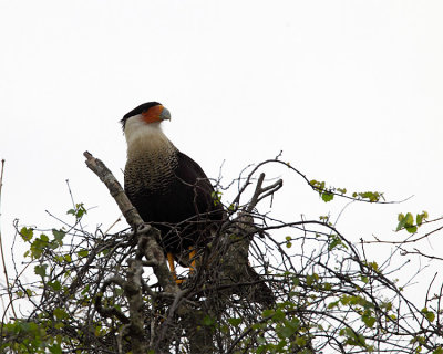 Crested Caracara Perched.jpg