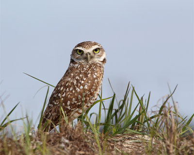 Burrowing Owl on the Mound.jpg