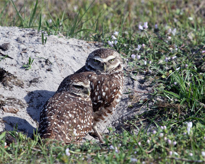Burrowing Owl Pair.jpg