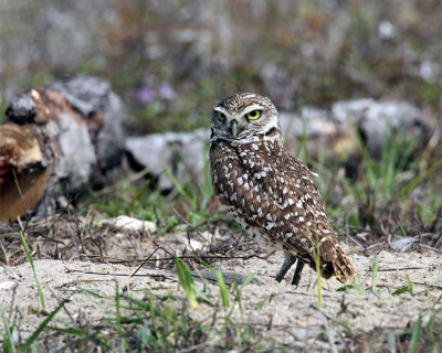 Burrowing Owl by the Log.jpg