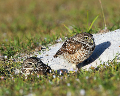 Burrowing Owl Couple at their Hole.jpg