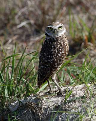 Burrowing Owl Male on the Mound.jpg