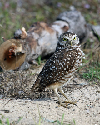 Burrowing Owl At the Nest.jpg