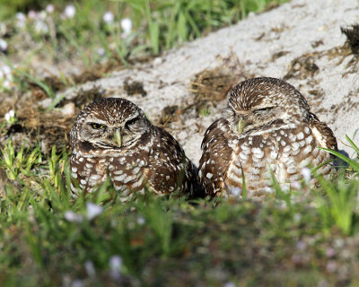 Burrowing Owl Mates.jpg