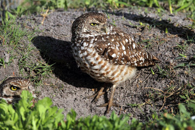 Burrowing Owls by the Field.jpg