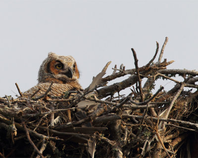 GHO Chick in the Nest.jpg