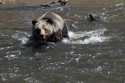 Mom Leading Her Cub to the Shore.jpg