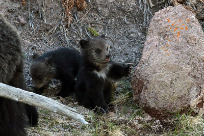 Grizzly Cubs by the Rock.jpg