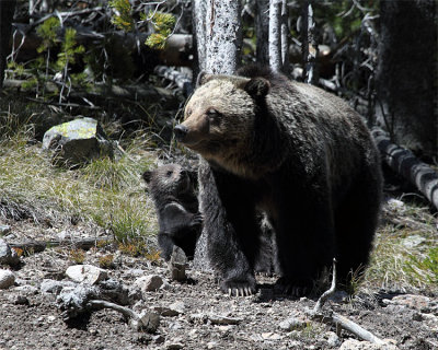 Beryl Springs Grizzly with Cub.jpg