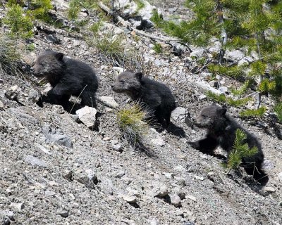 Three Grizzly Cubs.jpg