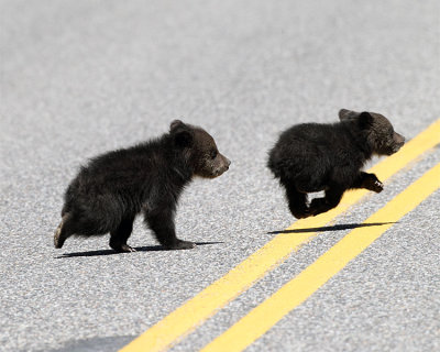 Beryl Springs Cubs Crossing the Road.jpg