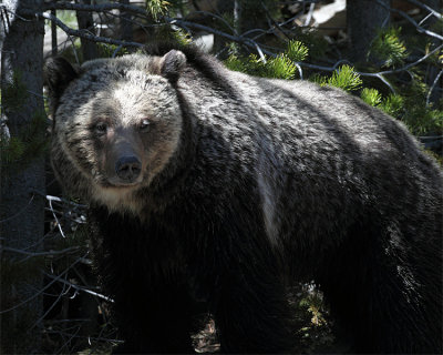 Beryl Springs Bear.jpg