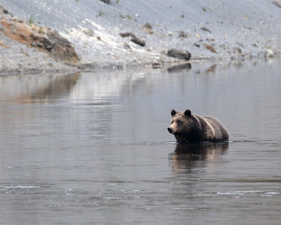 Grizzly Crossing the Yellowstone.jpg
