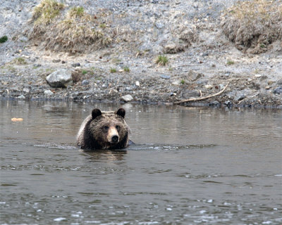Bear in the Water.jpg