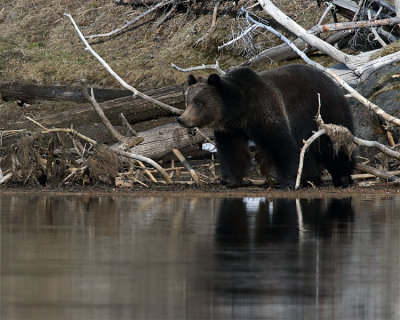 Grizzly at the River.jpg
