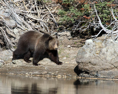 Grizzly Walking by the River.jpg
