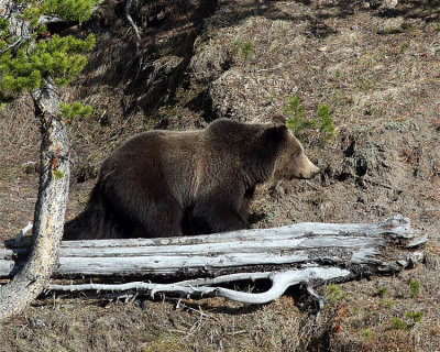 Grizzly by the Log.jpg