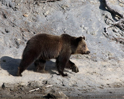 Grizzly on the Bank by the Yellowstone.jpg