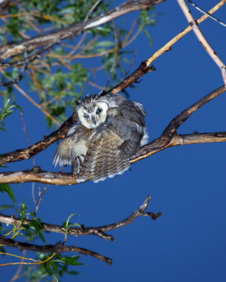 Long Eared Owl on the Branch.jpg