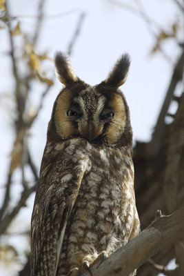 Long Eared Owl Close Up.jpg