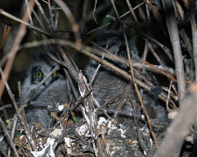 Long Eared Owl Chicks.jpg