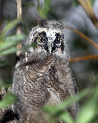 Long Eared Owl Chick.jpg