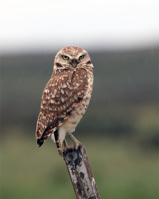 Burrowing Owl Perched.jpg
