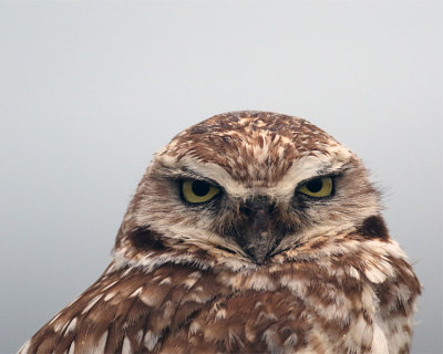 Burrowing Owl Close Up.jpg