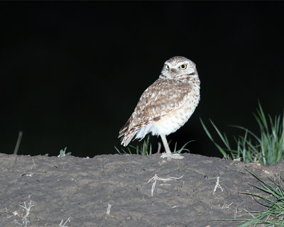 Burrowing Owl on the Mound.jpg